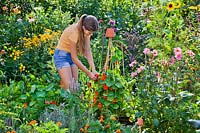 Girl picking flowers of Nasturtium in vegetable garden.
