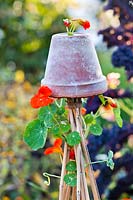 Nasturtium climbing up bamboo cane supports with terracotta pot protection on top.