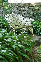 Metal bench surrounded by Allium ursinum - Wild flowering garlic - at Summerdale Garden, Cumbria, UK.

