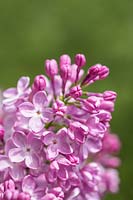 Syringa vulgaris 'Romance' - Lilac 'Romance' 