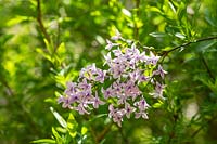 Syringa x laciniata - Lilac 
