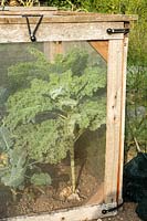 Brassica - Kale growing under a protective netting cage on allotment. 