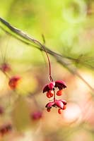 Euonymus oxyphyllus berries in Autumn. 