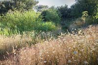 Naturalistic planting of grasses and wildflowers. Bowley Farm, Sussex, UK. 