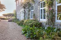 Summer planting in front of farmhouse including Bergenia, Rosa, Clematis and  Hydrangea. Bowley Farm, Sussex, UK. 
