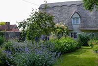 Cottage garden with Nepeta - catmint, Delphiniums, Hardy Geraniums, Rose arches and Digitalis - foxgloves.