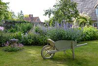 Cottage garden with ornamental wheelbarrow filled with Nepeta - Catmint. 