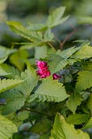 Rubus spectabillis - Salmonberry