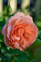 Rosa 'The Lady Gardener' - Rose 'The Lady Gardener' 