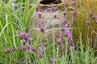 Lavandula stoechas 'James Compton' - French Lavender 