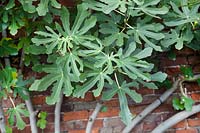 Ficus carica 'Brunswick' - Fig 'Brunswick'