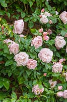 Rosa 'The Generous Gardener' - Rose 'The Generous Gardener'