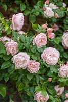 Rosa 'The Generous Gardener' - Rose 'The Generous Gardener'
