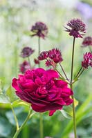 Rosa 'Darcey Bussell' and Astrantia - Masterwort 