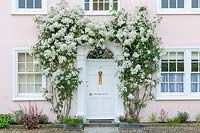Rosa 'Rambling Rector' trained over front door of period house.