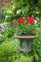 Red pelargoniums in cast iron urn. 