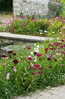 Flower meadow mixture used on small scale to encourage insects beside ornamental wildlife pond. 