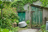 Old shed and outhouse festooned with Parthenocissus quinquefolia - Virginia Creeper and Rubus phoenicolasius - Japanese wineberry. 