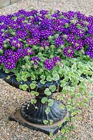 Cast iron urn with flowering Verbena and Glechoma hederacea 'Variegata'

