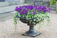 Cast iron urn with flowering Verbena and Glechoma hederacea 'Variegata'
