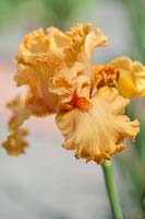 Iris 'Fringe Benefits' Tall Bearded Iris, May, Czech Republic
