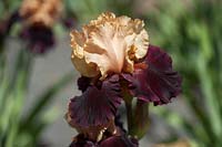 Iris 'Broad Shoulders' - Tall Bearded Iris, May, Czech Republic