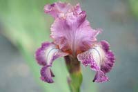 Iris 'Rancho Rose' Tall Bearded Iris, May, Czech Republic