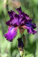 Iris 'Gypsy Romance' - Tall Bearded Iris, May, Czech Republic