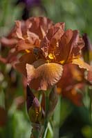 Iris 'Argus Pheasant' - Bearded Iris  'Argus Pheasant' 