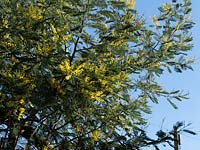 Acacia dealbata - Mimosa
 