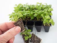 Person holding small Lobelia plug plant with tray of plug plants in the background.