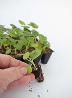 Person holding small Geranium plug plant by the first leaves rather than the true leaves.
