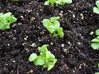 Small Lobelia plug plants potted on into a larger seed tray. 
