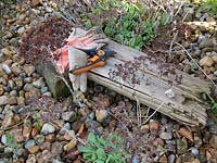 Gloves and secateurs on log with cut back sedum flower stems. Spring maintenance.