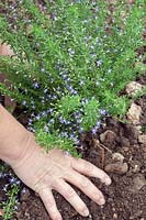 Planting an Olearia ramulosa 'Blue Stars'