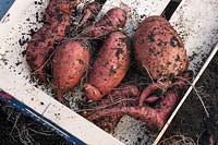 Newly harvested Sweet Potatoes - Ipomoea batatas. 
