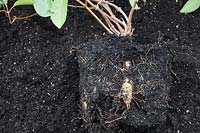 Mandevilla tuberous root system - capable of storing water 
