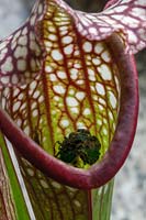 Sarracenia insectiverous plant with captured flies