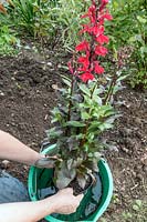 Planting a Lobelia x speciosa 'Starship' - Soak the Lobelia rootball