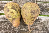 Pear Scab disease 