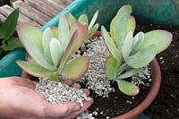 Topping a newly repotted Kalanchoe thyrsiflora with grit
