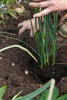 Planting an Allium sphaerocephalon  - Ornamental Onion. 
