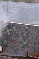 Young brassicas covered with mesh to keep out root fly, caterpillars and pigeons. 