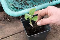 Planting an individual tuber - Yacon plant 