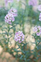 Aethionema cordifolium - Lebanon stonecress 