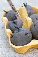 Solanum - Chitting Albert bartlett 'Purple majesty' seed potatoes - February