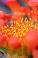 Daubenya aurea var coccinea - Jewels of the desert flower stamen - February