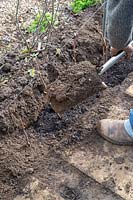 Gardener filling in trench with soil after planting new raspberry plants - February