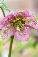 Helleborus orientalis 'Credale Strain' - Lenten Rose 'Credale Strain' 