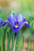 Iris reticulata 'Pixie' 